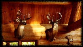 Grand View Ranch, LLC - Hunting